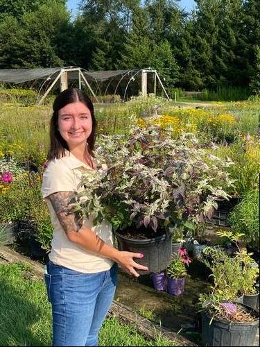 Pycnanthemum x incanum 'Smokey Mountain Mint'
