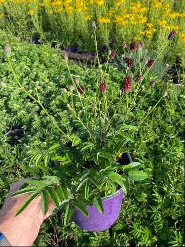 Sanguisorba x 'Plum Drops'