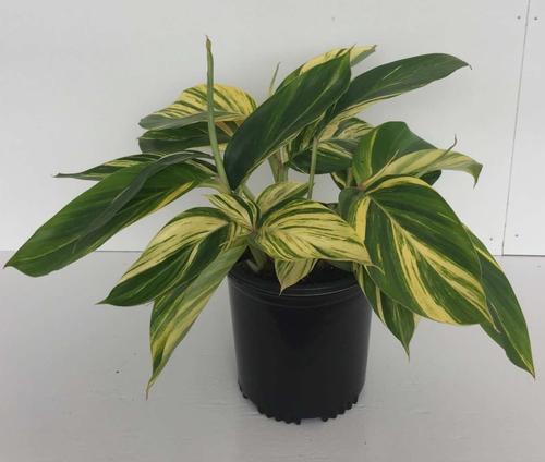 Alpinia zerumbet 'Variegata'