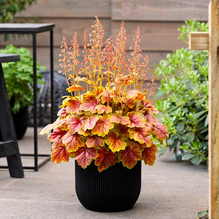 Heuchera 'Eternal Flame'