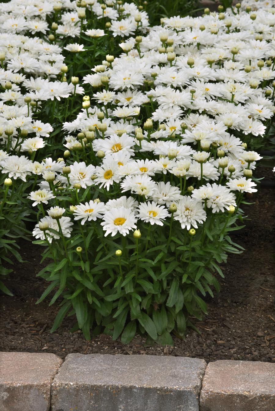 Leucanthemum superbum 'Make My Daisy™ Crazy'