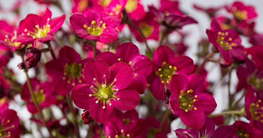 Saxifraga x arendsii 'Marto™ Hot Rose'