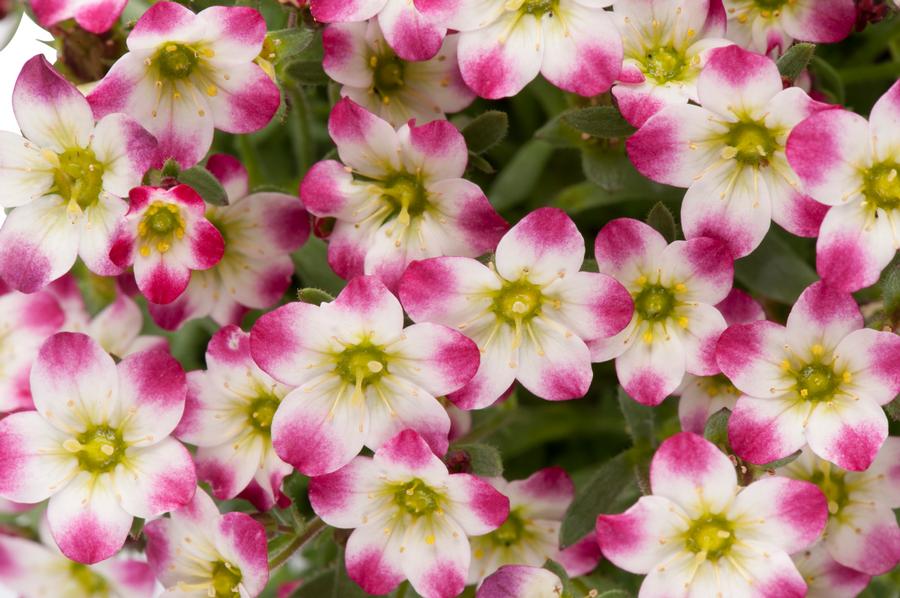 Saxifraga x arendsii 'Marto™ Red Picotee'