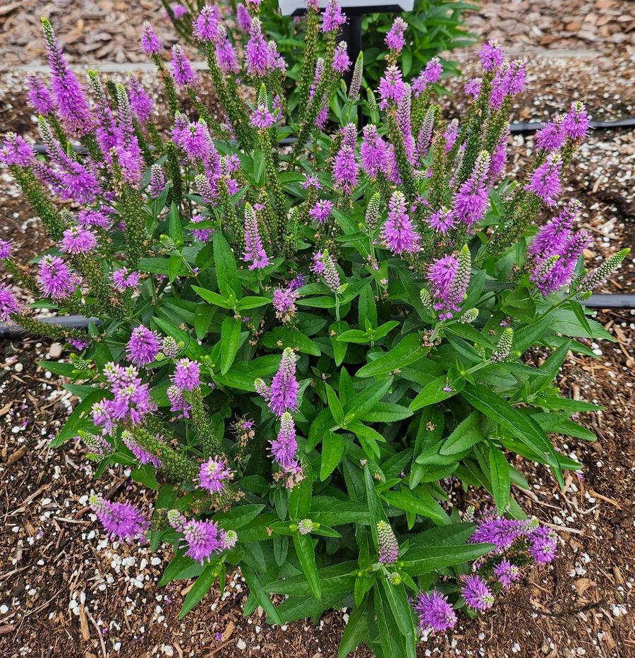 Veronica longifolia 'Skyward™ Lilac'