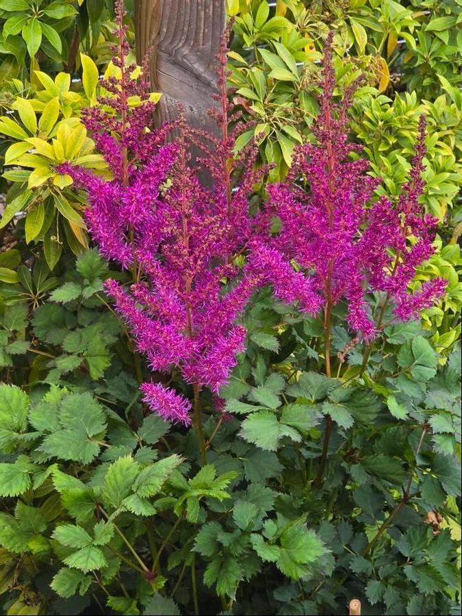 Astilbe chinensis 'Mighty™ Max'