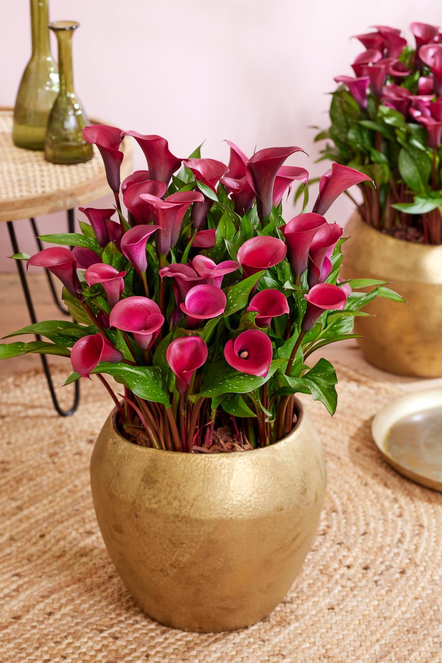 Calla 'Tokyo'