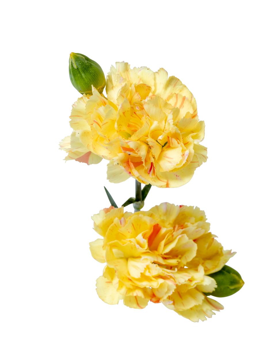 Dianthus 'Scent First® Lemon Sparkler'