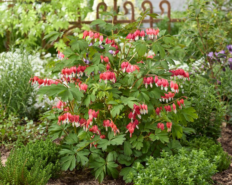 Dicentra spectabilis 'Jolly Hearts™ Love'