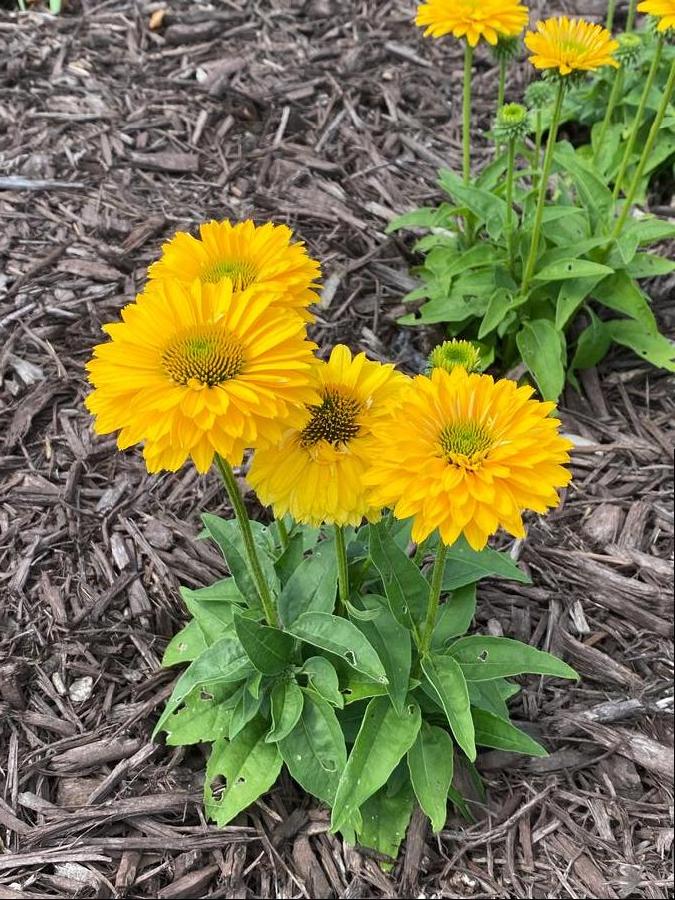Echinacea 'SunSeekers Golden Sun'