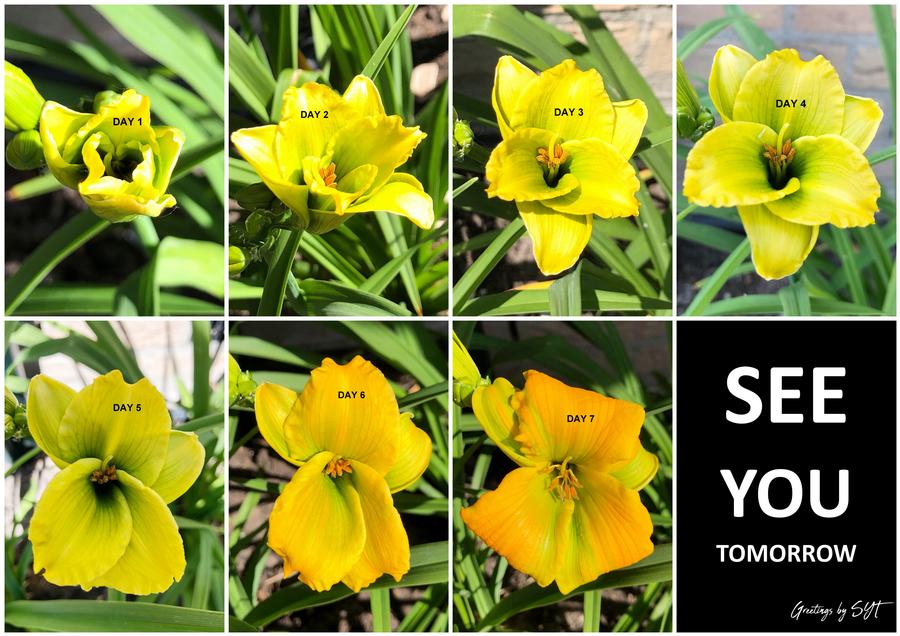 Hemerocallis 'See You Tomorrow'