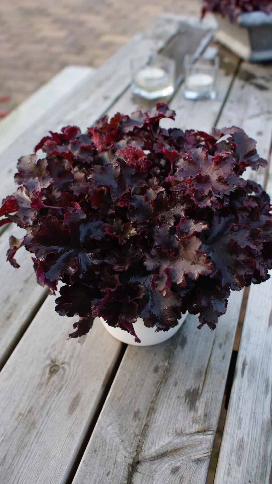 Heuchera 'Indian Summer Blackberry'
