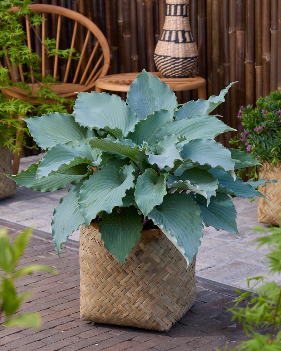 Hosta 'Skywriter'