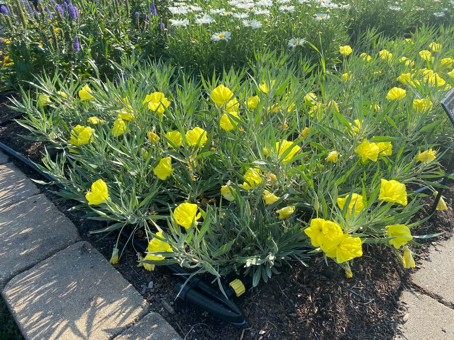 Oenothera missouriensis 'Evening Sun'