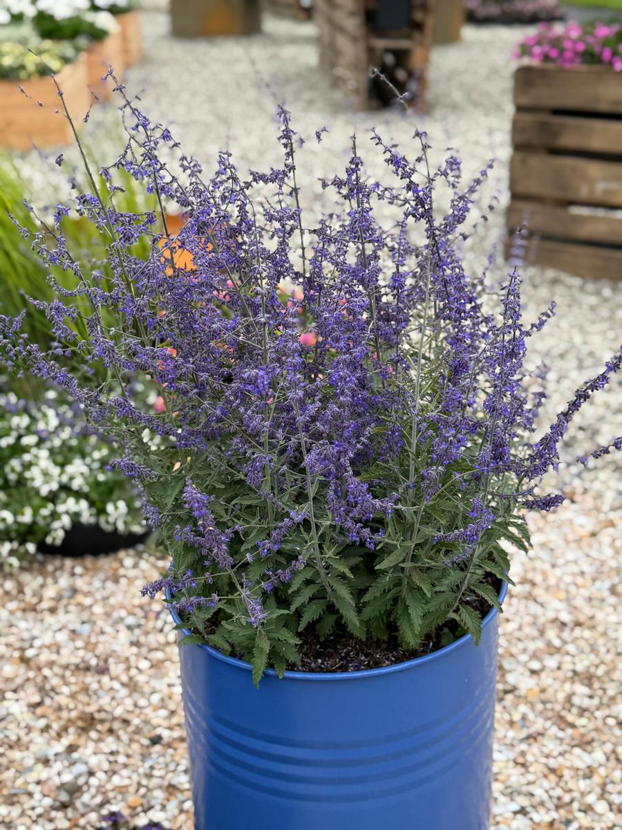 Perovskia atriplicifolia 'Jelena'