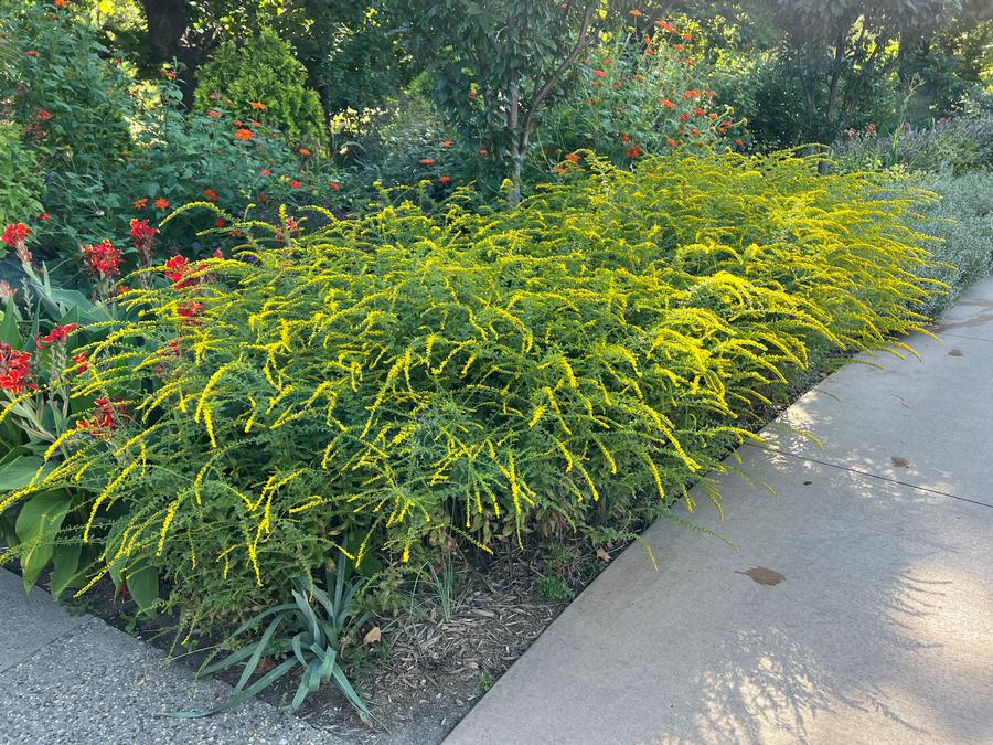 Solidago rugosa 'Fireworks'