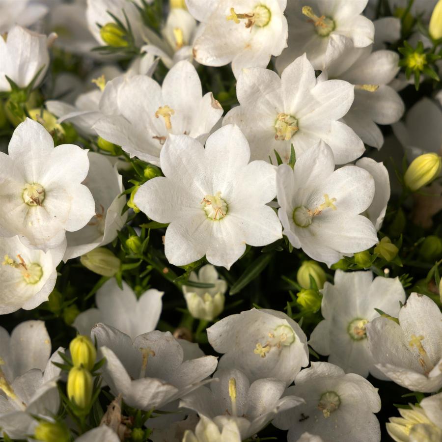 Campanula interspecific 'Cariboo™ White'