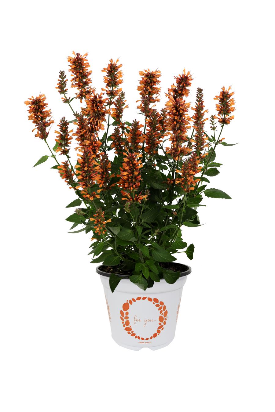 Agastache hybrida 'Honeysticks Ember'