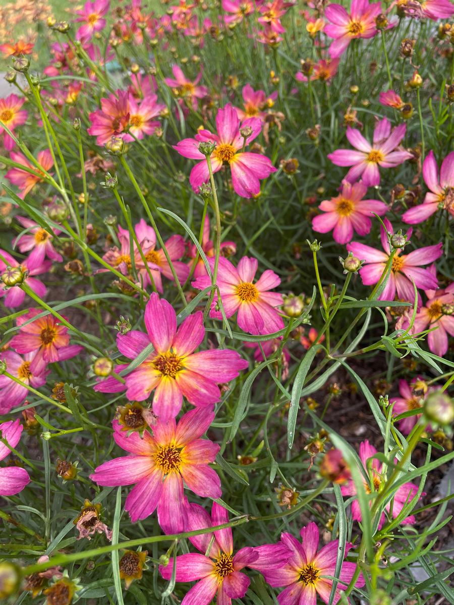 Coreopsis 'Fall Sensation™ Quartz'