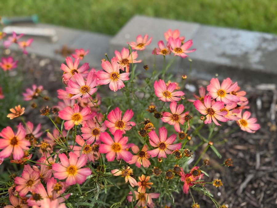 Coreopsis 'Fall Sensation™ Sandstone'