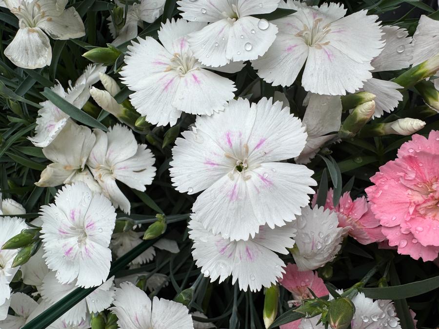 Dianthus 'Beauties® Romee'