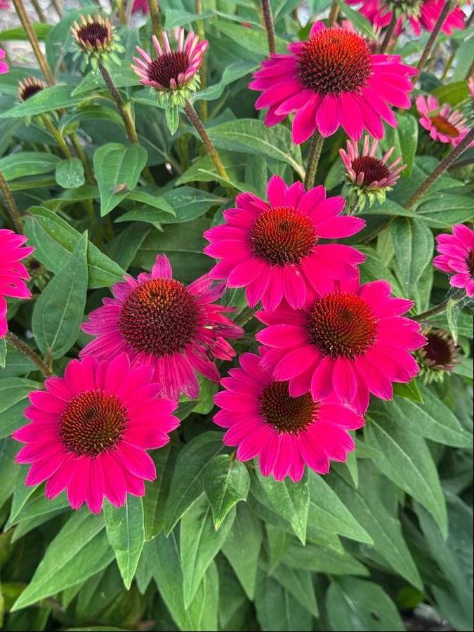 Echinacea 'Sombrero® Fuchsia Fandango'