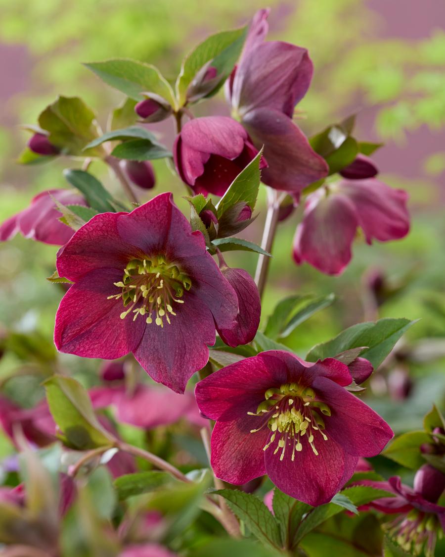 Helleborus 'Spring Sparkle Red'