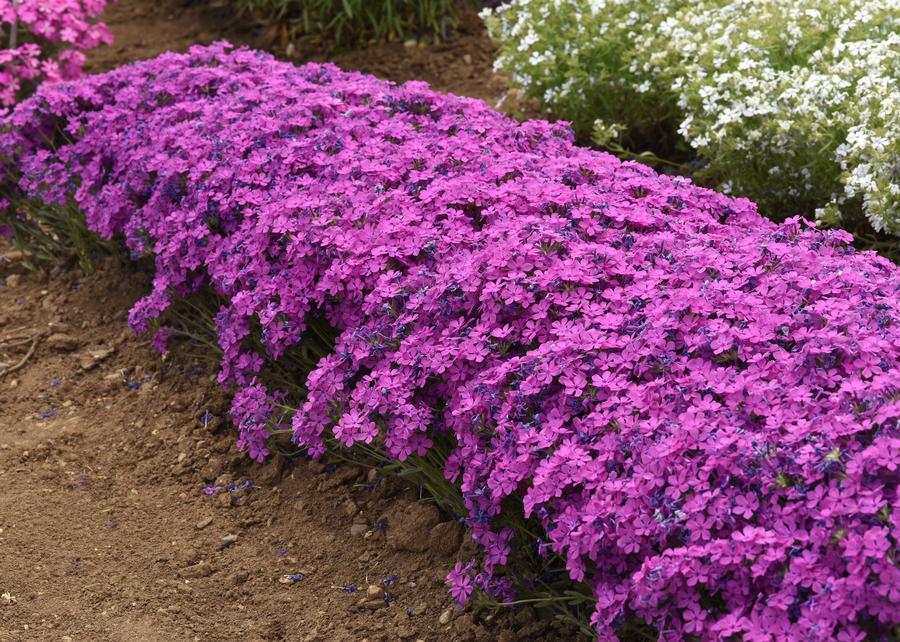 Phlox Woodland hybrida 'Candy Cloud™ Dark Pink'