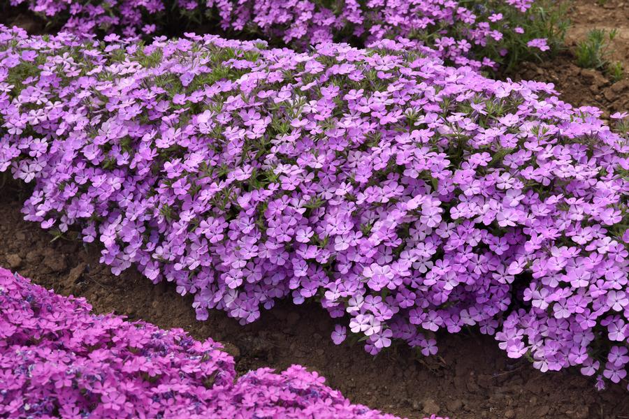 Phlox Woodland hybrida 'Candy Cloud™ Lavender'