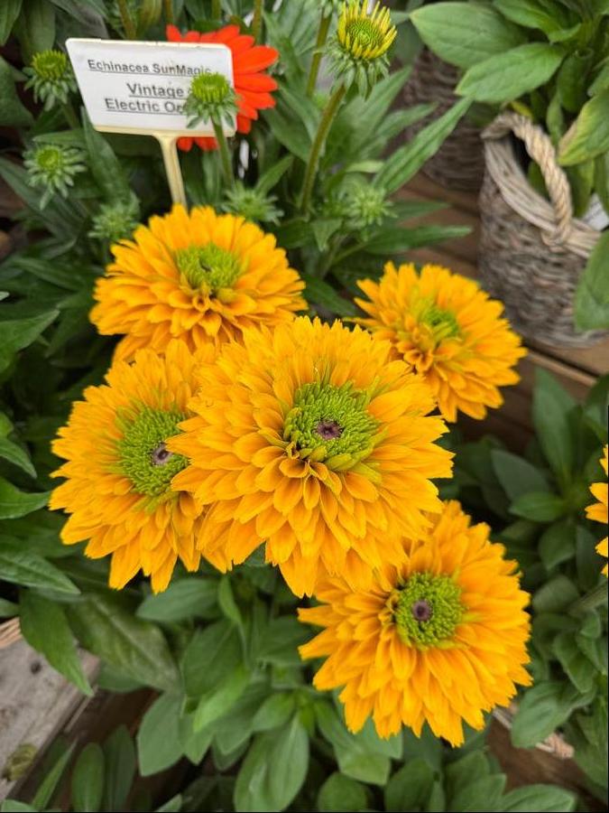 Rudbeckia hirta 'Sunbeckia™ Isabella'