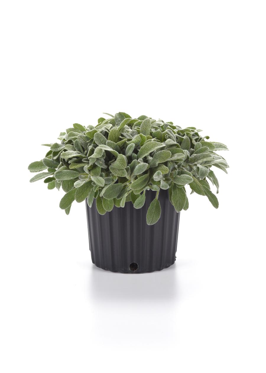 Stachys byzantina 'Little Lamb'