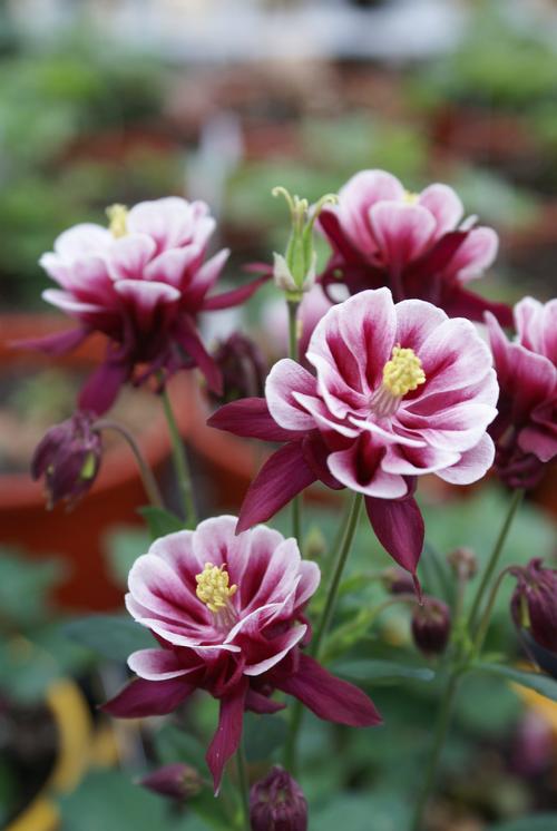 Aquilegia vulgaris 'Winky Red and White'