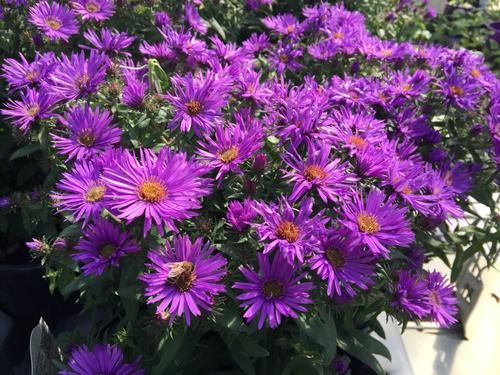 Aster novae-angliae 'Purple Dome'