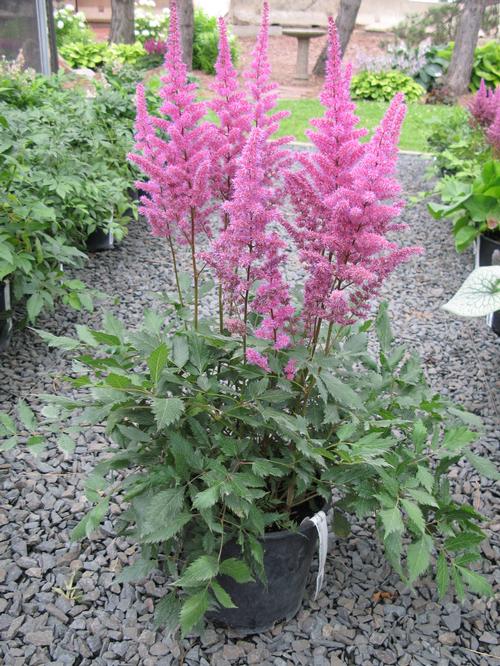 Astilbe chinensis 'Maggie Daley'