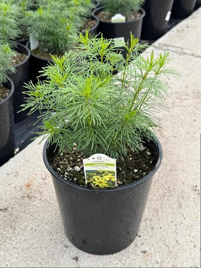 Coreopsis verticillata 'Zagreb'