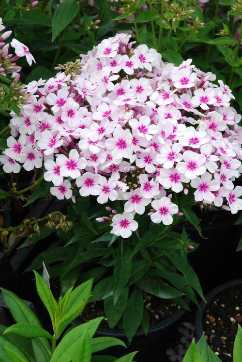 Phlox Dwarf Garden paniculata 'Flame® White Eye'