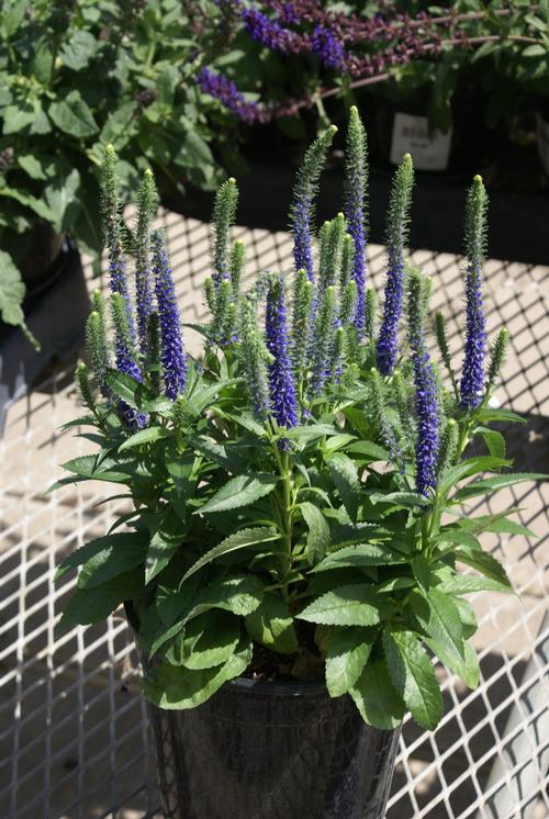 Veronica spicata 'Royal Candles'