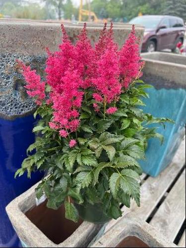 Astilbe 'Younique™ Ruby Red'