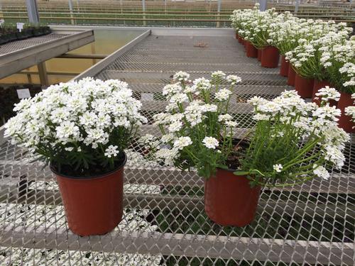 Iberis sempervirens 'Snowsurfer™ Forte'