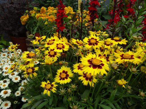 Coreopsis grandiflora 'SunKiss'