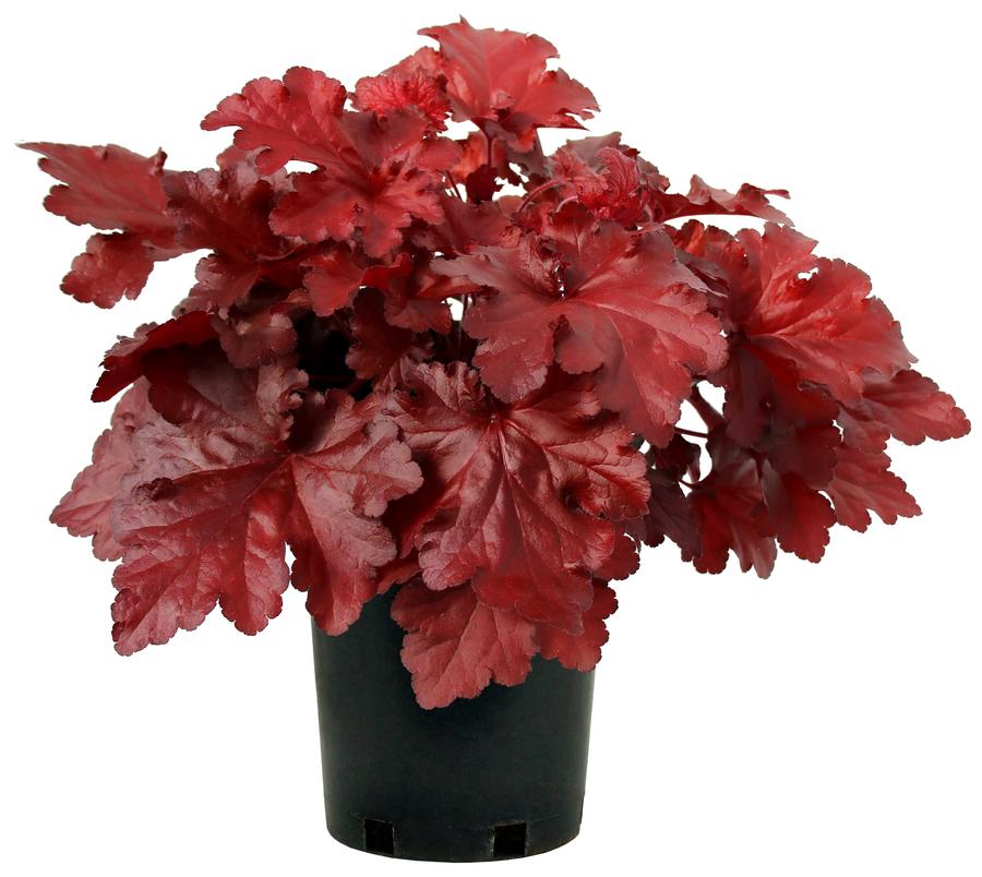 Heuchera 'Forever® Red'