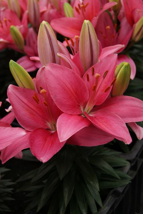 Lilium - Asiatic Pot Lily Looks™ 'Bloom Extensions™ Pink'