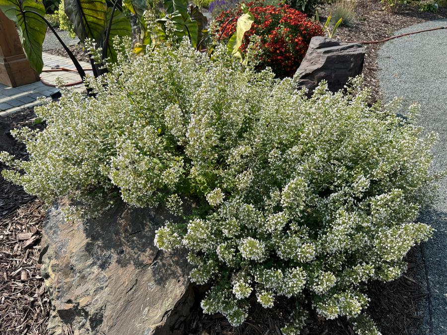Calamintha nepeta ssp. nepeta 