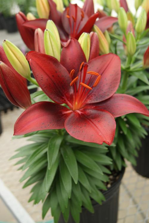 Lilium - Asiatic Pot Lily Looks™ 'Bloom Extensions™ Red'