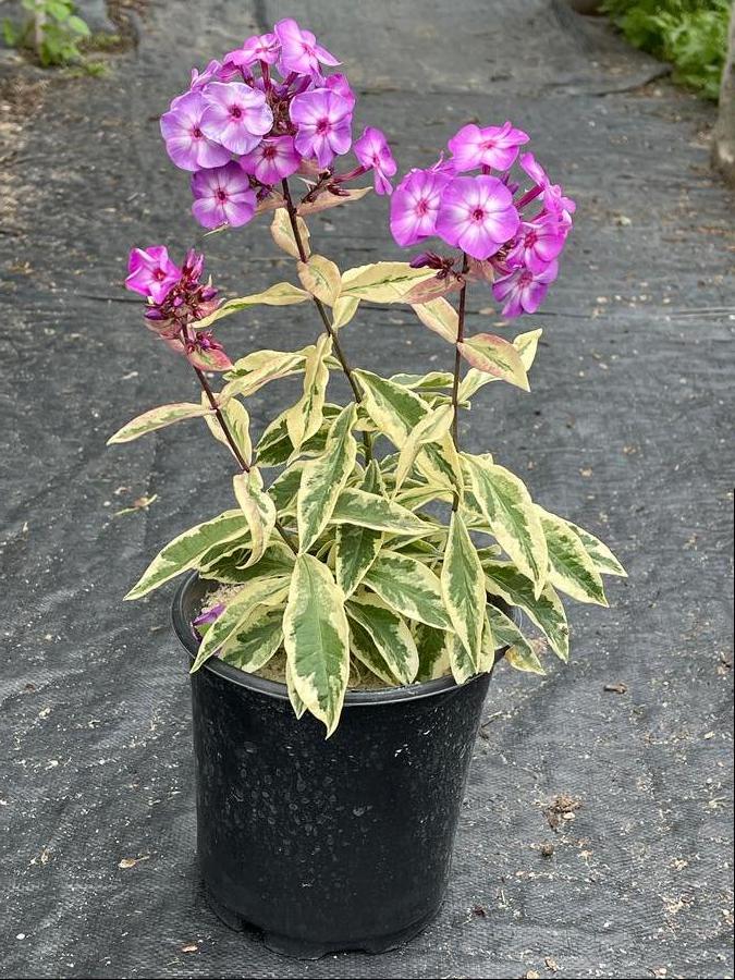Phlox Tall Garden paniculata 'Olympus'