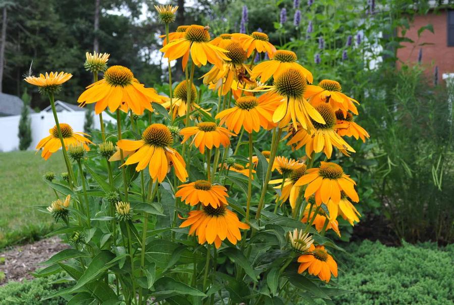 Echinacea 'Artisan™ Yellow Ombre'