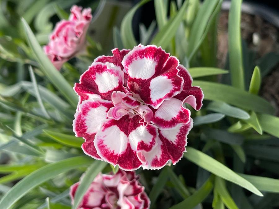 Dianthus 'Everlast™ Cherry Swirl'
