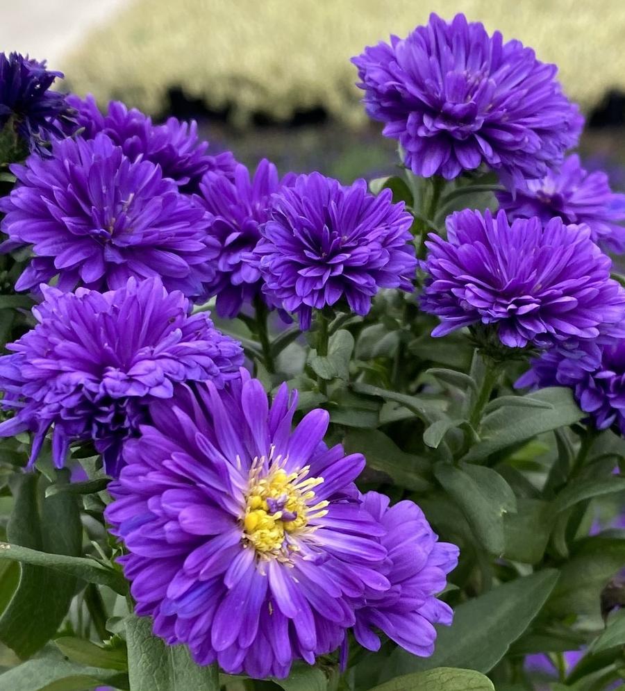 Aster novi-belgii 'Showmakers® Blue Bayou'