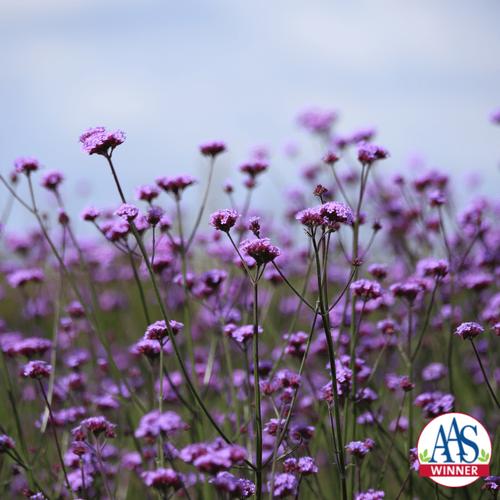 Verbena bonariensis 'Vanity'