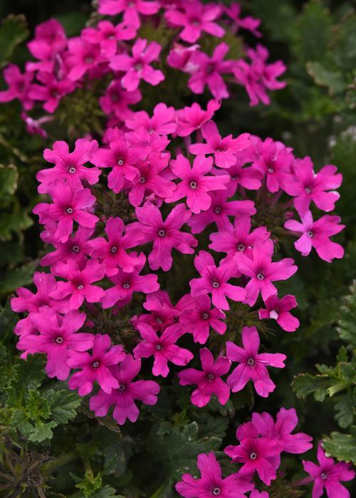 Verbena canadensis 'Homestead Hot Pink'