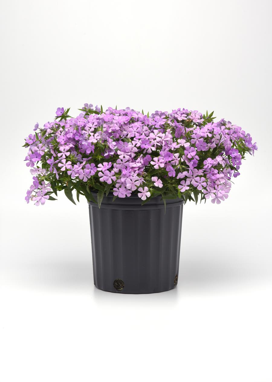 Phlox Woodland hybrida 'Candy Cloud™ Lavender'